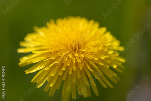 Close-Up View of a Bright Yellow Dandelion in Full Bloom