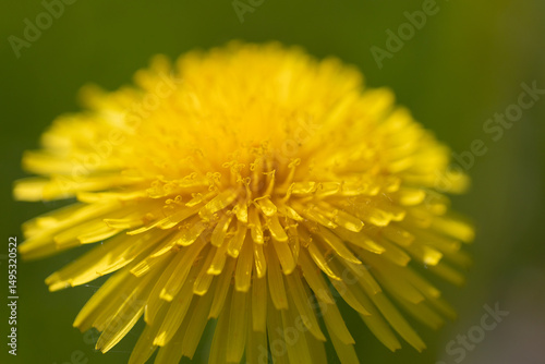 Close-Up View of a Bright Yellow Dandelion in Full Bloom
