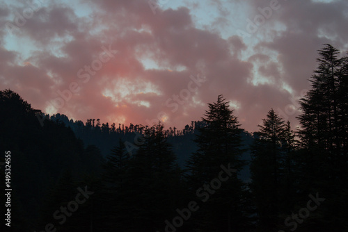 Dusk time scenery of Cedar trees forest and orange pink color sky