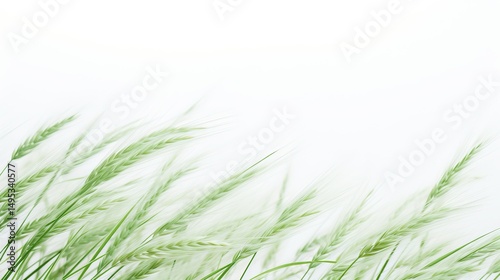 Flowing Green Grass in Gentle Breeze with Soft White Background