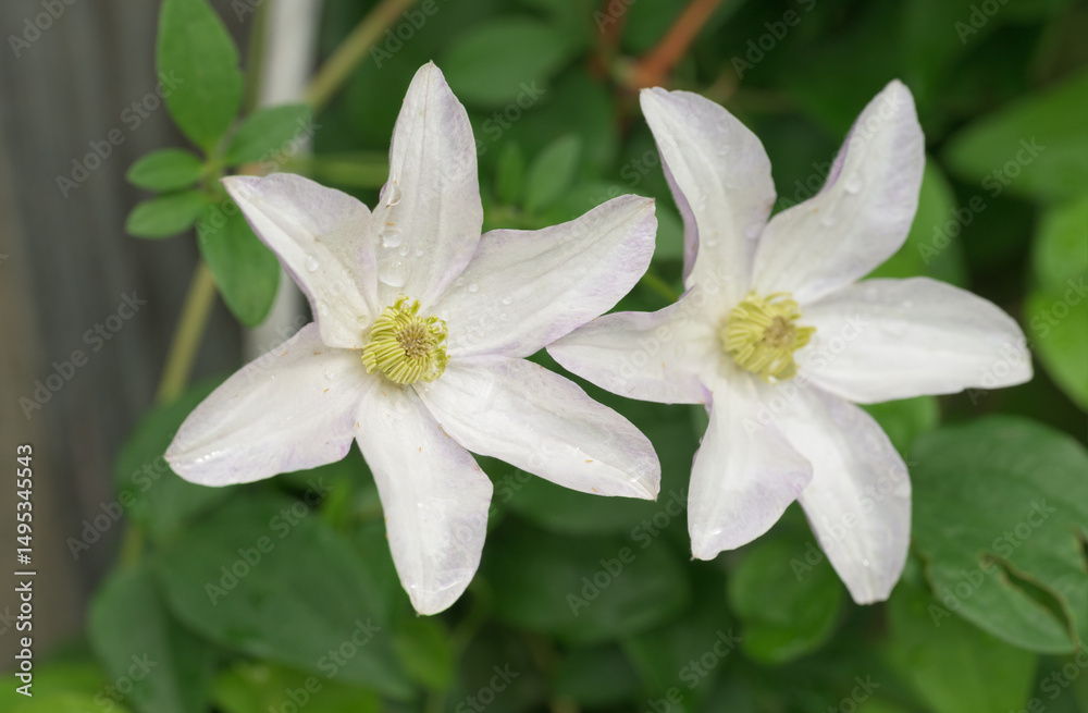 Fototapeta premium Two white Clematis flowers climbing on a trellis in spring