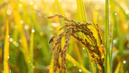 Golden Rice Harvest: Dew-Kissed Grains in the Morning Sunlight, Abundant Yield