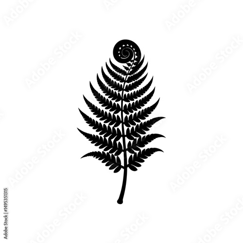 fern tip unfolding on white background  