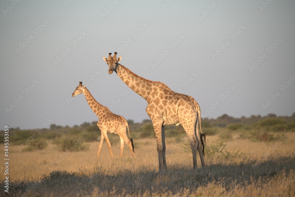 Fototapeta premium giraffe in the savannah