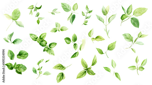 Fresh Set of Mint Leaves Isolated on Transparent Background for Culinary Use