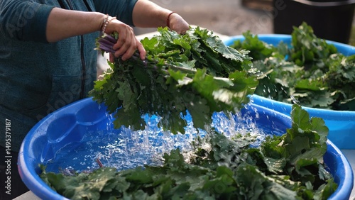 Kale floating in a pool being washed after being freshly picked while farmer churns them cleaning the dirt off. Shot in slow motion.