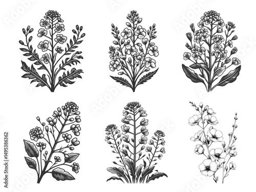Rapeseed Flower Set collection bundle sketch engraving generative ai vector illustration. Scratch board imitation. Black and white image.