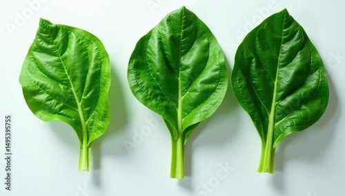 Wilted spinach leaves, dark green, slightly dry , wilting, discard