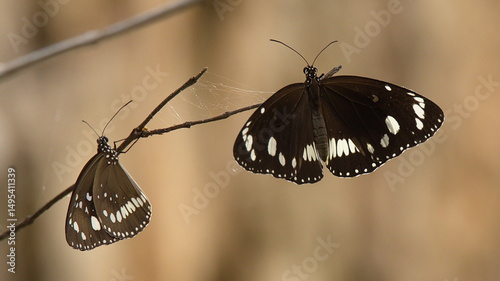 Butterflies Common Crow at Butterfly Gorge Walk in Nitmiluk National Park, Northern Territory, Australia 

