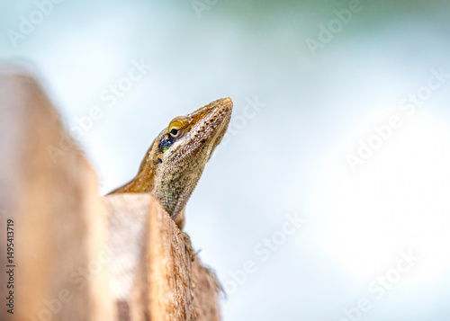 Green Anole being a bit of a snob