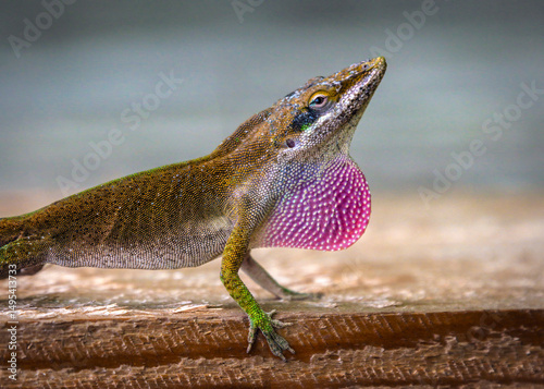 Green Anole getting all puffed up in my backyard in Pearland, Texas