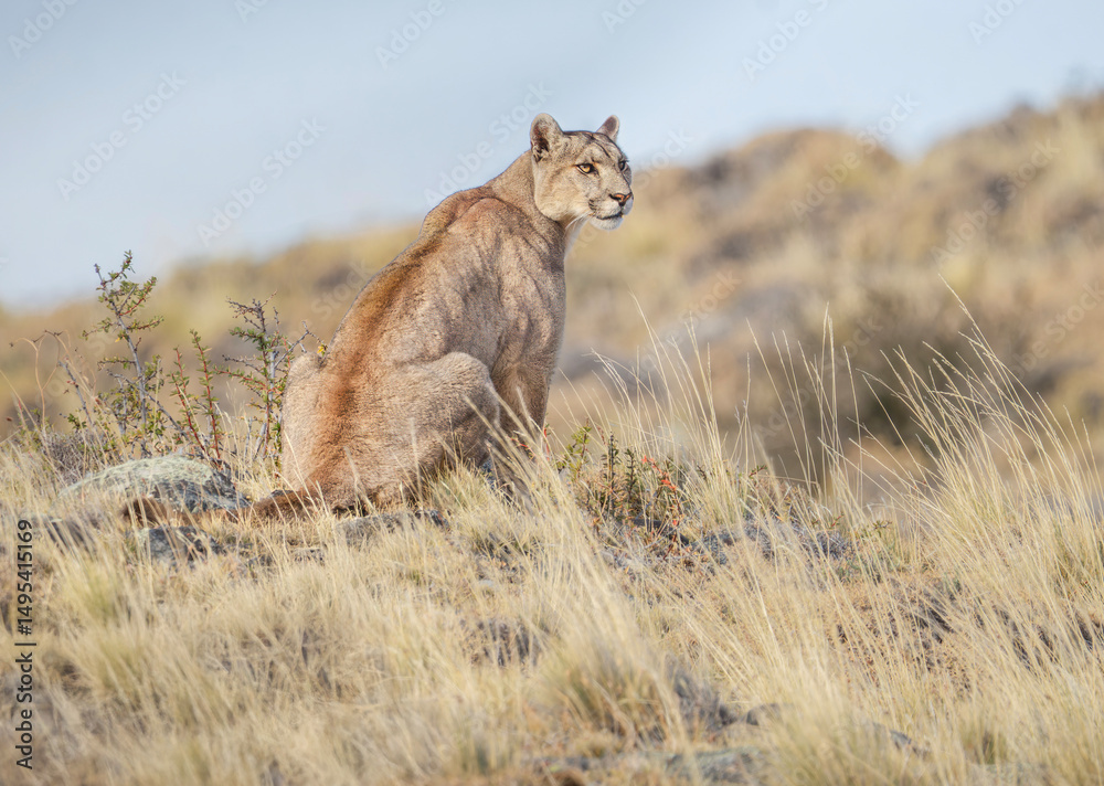 Naklejka premium Puma sentado expectante