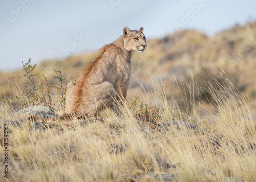 Puma sentado expectante