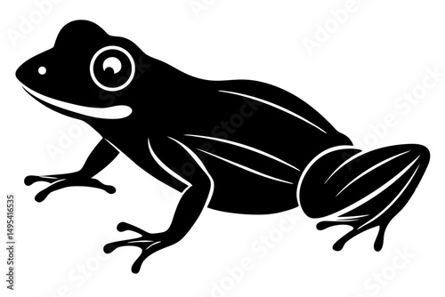 frog on white background
