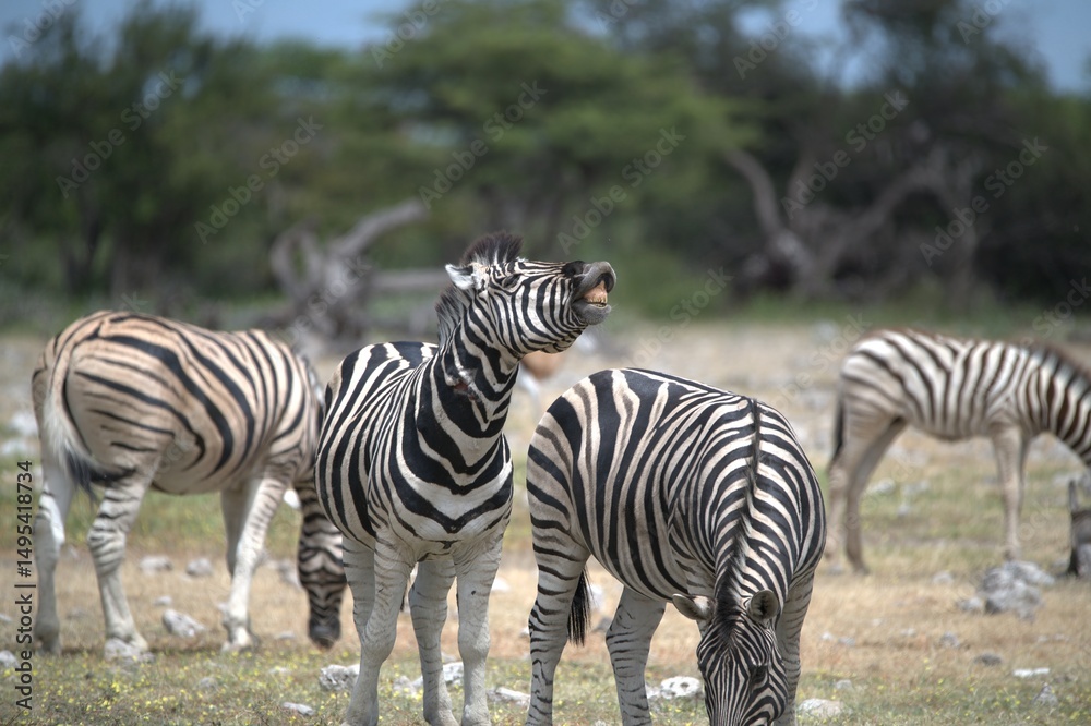 Zebre in wild savanna , Animal of africa Zebre in wild savanna , Animal of africa