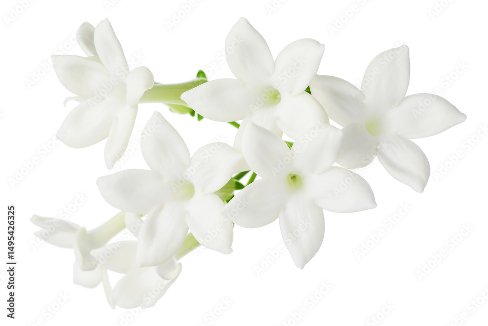 Obraz premium Beautiful aromatic jasmine flowers isolated on white