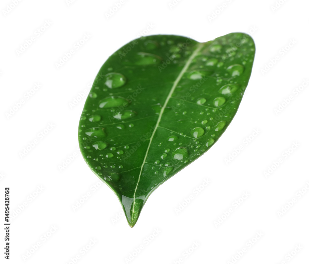 Fototapeta premium Green jasmine leaf with water drops isolated on white