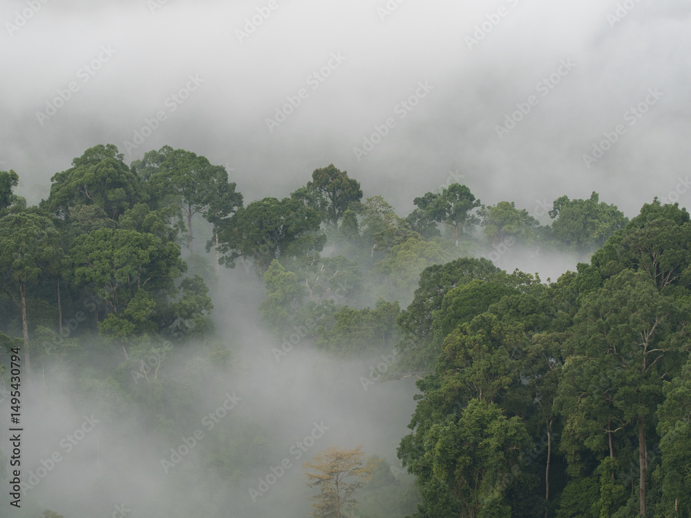 Fototapeta premium Morning sea of fog in the valley