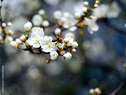 Śliwa tarnina, tarnina, tarka (Prunus spinosa L.) jest krzewem o pięknych kwiatach który zaczyna kwitnąć na przedwiośniu, jest również surowcem do mieszanek ziołowych stosowanych w naturalnej medycyni