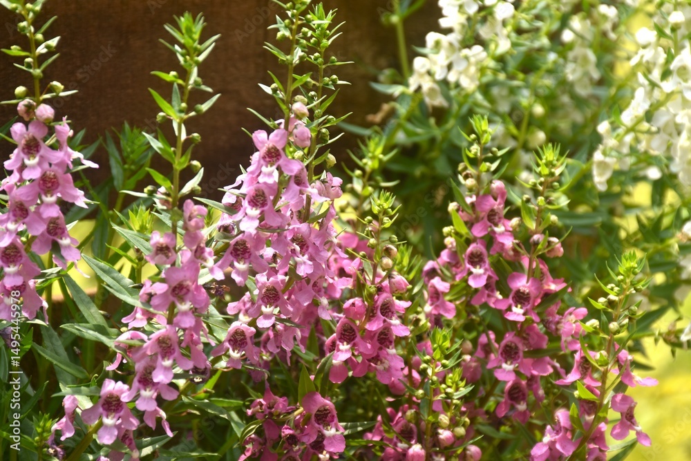 Obraz premium angel flower or narrow-leaved angelon blomming in garden on sunny day