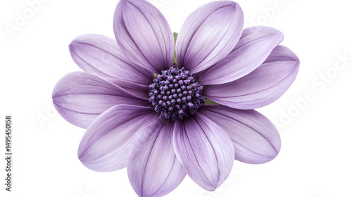 Beautiful Purple Flower Frame on White Background Top View Isolated