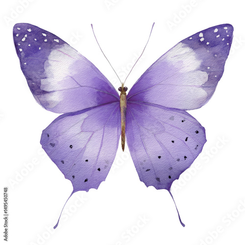 butterfly isolated on white