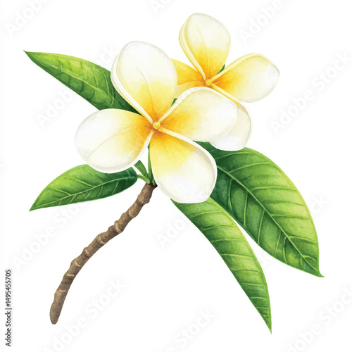 A Frangipani simple cartoon