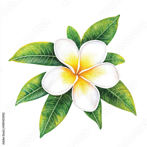 A Frangipani simple cartoon
