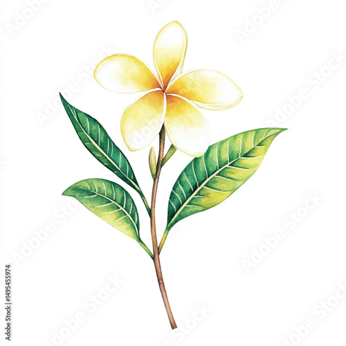 A Frangipani simple cartoon