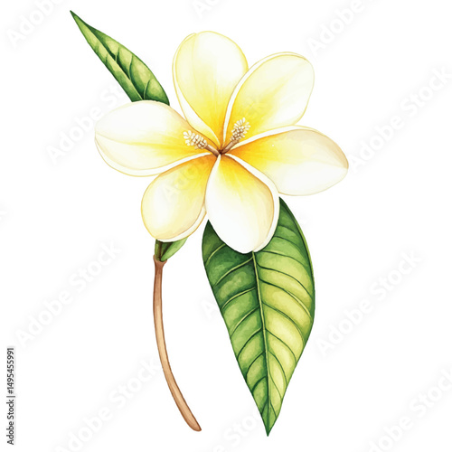 A Frangipani simple cartoon