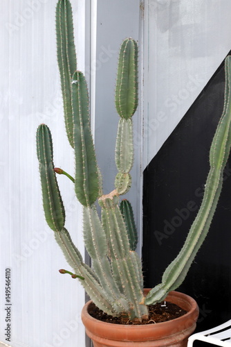 A large and prickly cactus in a city park.