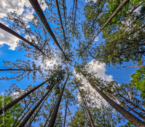 Looking up through tall trees with a diminishing perspective in a forest with a partly cloudy blue sky.