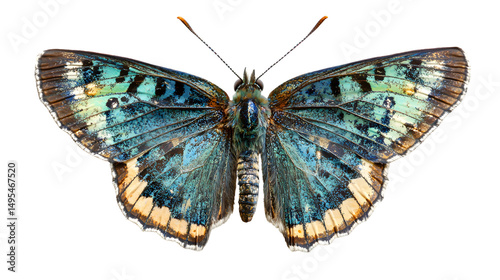 Stunning Blue Green Butterfly Closeup Nature Macro Photography