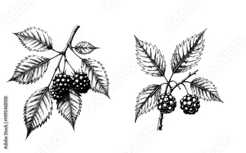 Black ink sketch of boysenberry branch with leaves and berries  