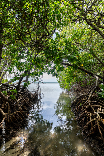 Mangroves in the Caribbean 