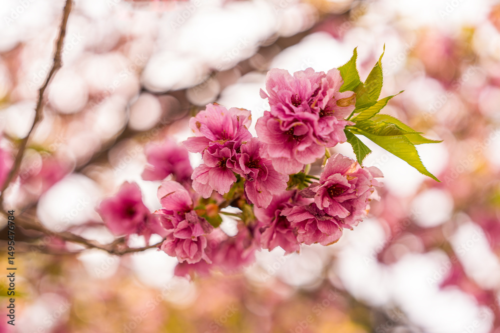 Fototapeta premium 겹벚꽃