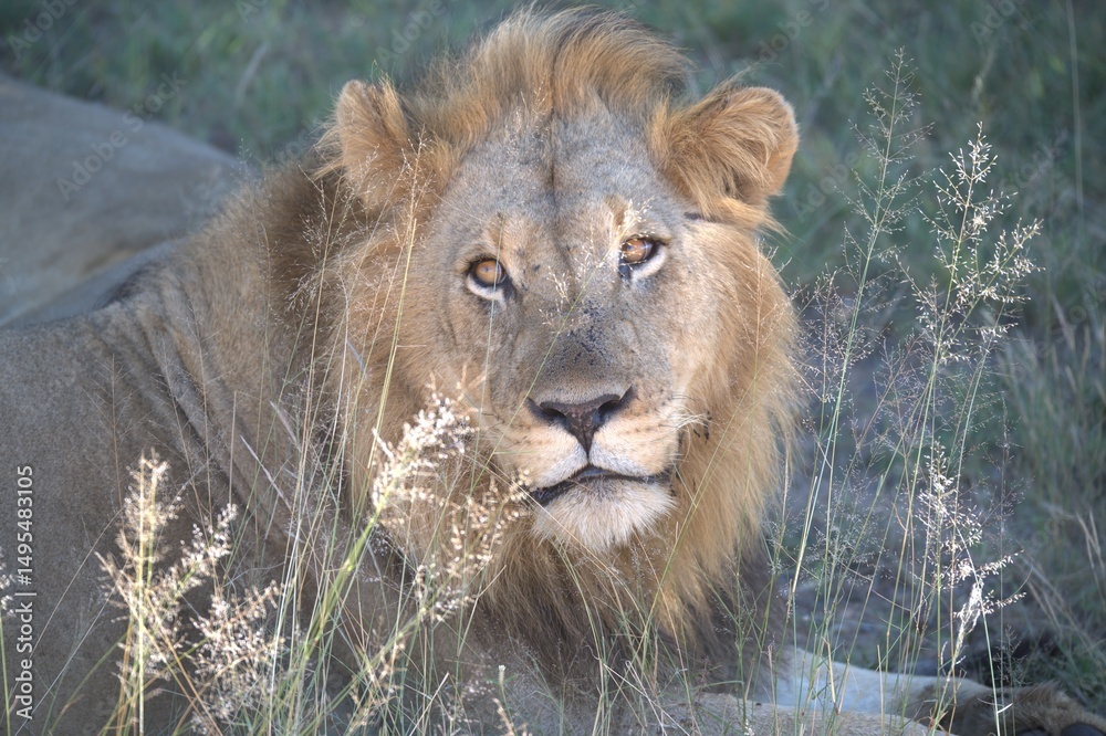 Naklejka premium Dominant Male Lion Guarding Territory – Animal of Africa