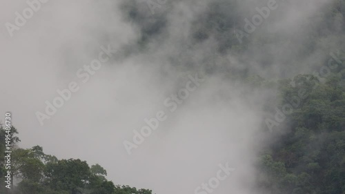 After the rain falls on the mountain in the morning, there will be white fog rising from the forest to the sky.