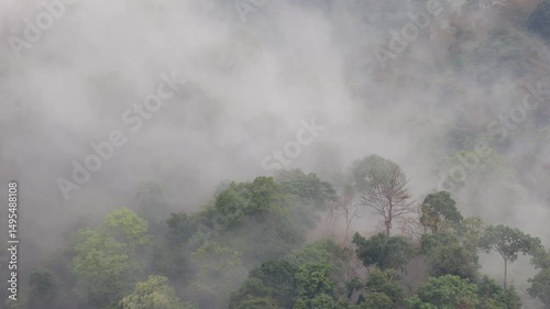 After the rain falls on the mountain in the morning, there will be white fog rising from the forest to the sky.