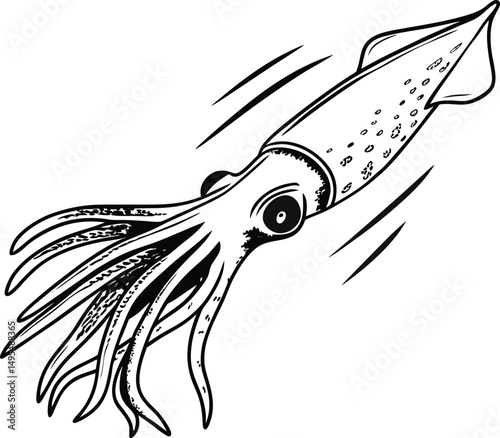 Squid Ink Illustration: A hand-drawn illustration of a squid, showcasing its mesmerizing form, intricate details, and fascinating underwater movement.