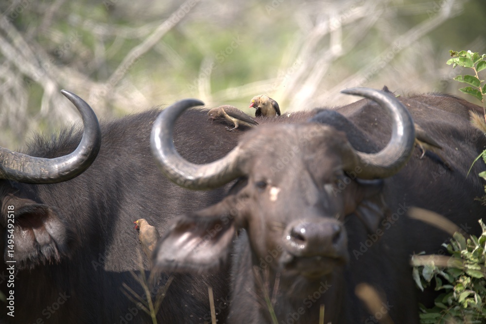 Naklejka premium buffalo in Savanna , Animal of Africa