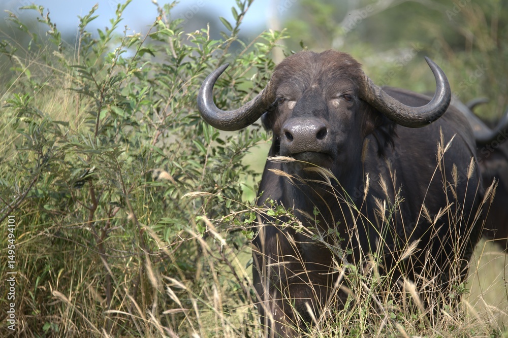 Obraz premium buffalo in the road, Savanna , Animal of Africa