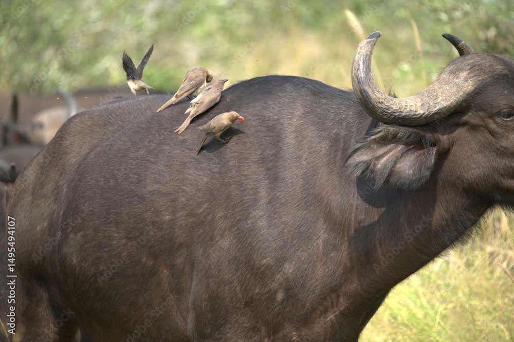 Fototapeta premium buffalo in the road, Savanna , Animal of Africa