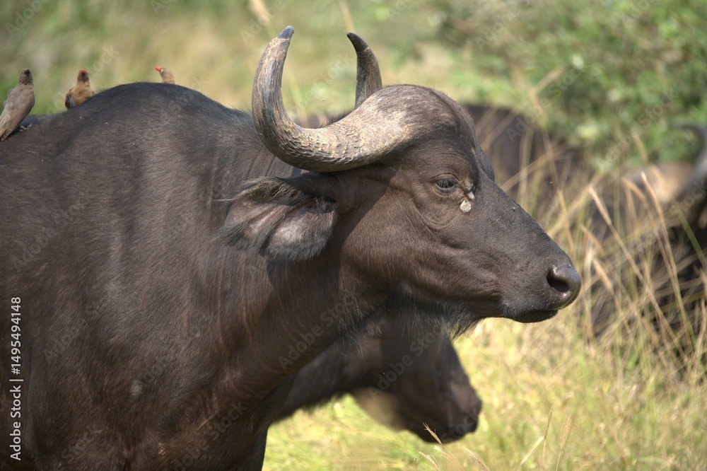 Fototapeta premium buffalo in the road, Savanna , Animal of Africa