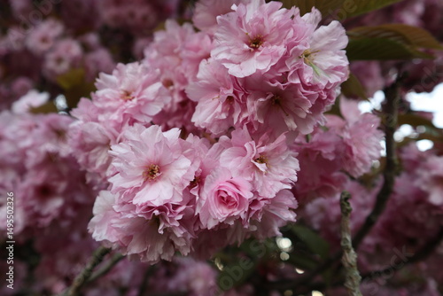 pink flowers blooming in the garden

