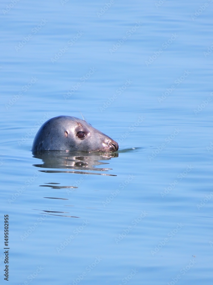 Fototapeta premium seal in water