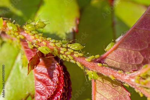 close-up of many small green aphids sucking on the stem of a rose with sunlight 