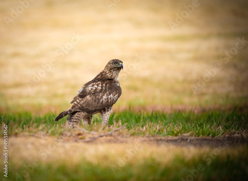 Bird of prey, Eagle