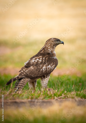 Bird of prey, Eagle