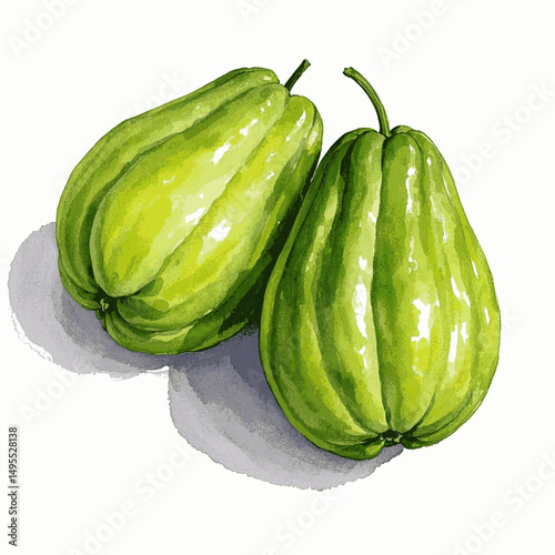 Aqua Chayote Elegance chayote isolated watercolor vector illustration svg